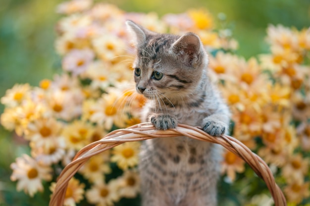 Little kitten sitting in the basket in a flowers garden