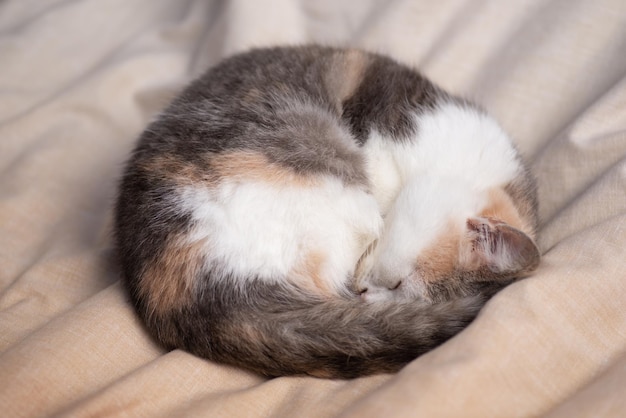 Piccolo gattino che dorme nel letto contorto in una bugna. piccolo gatto che dorme in modo divertente
