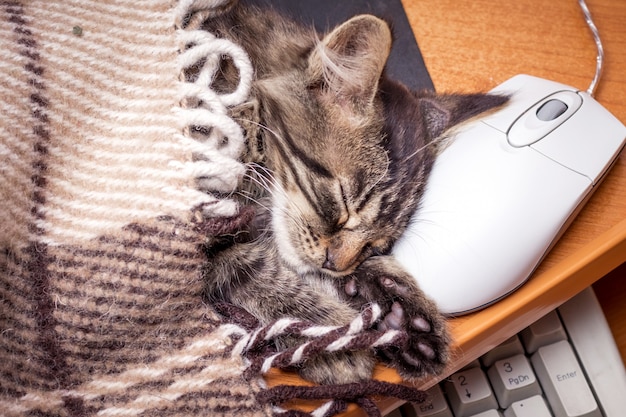 コンピューターの近くで眠っている子猫、コンピューターのマウスに頭を置いた