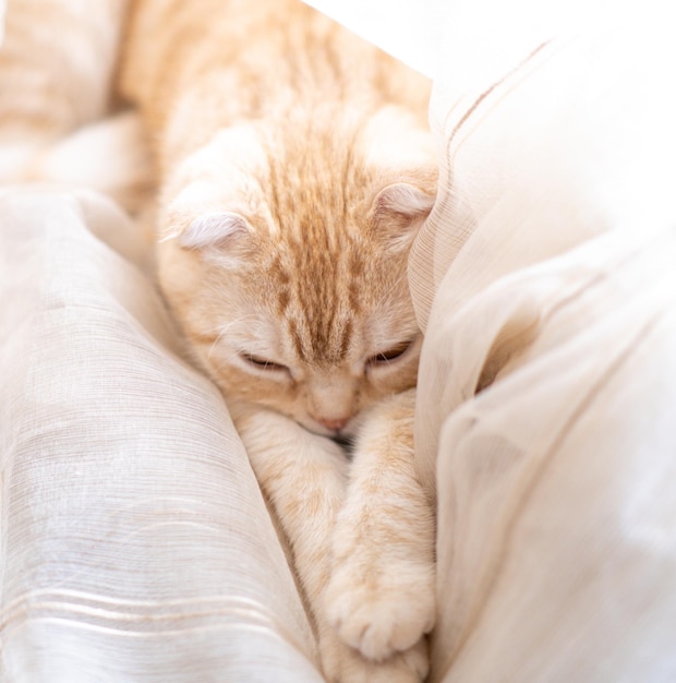 小さな子猫が窓辺のカーテンで眠るペットのかわいい口輪が足に横たわる上面図