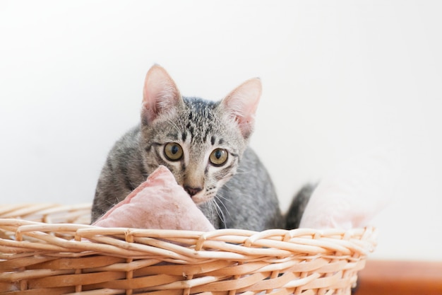 小さな子猫がバスケットに立っている。