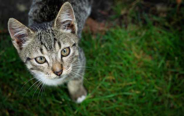 Little kitten walking in the grass