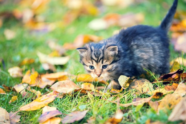 Little kitten walking outdoor on the fallen leaves in autumn garden