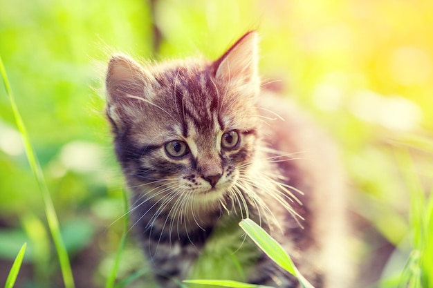 Little kitten walking outdoor in a grass in summer