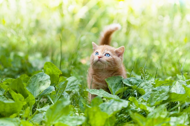 オオバコで屋外を歩く小さな子猫