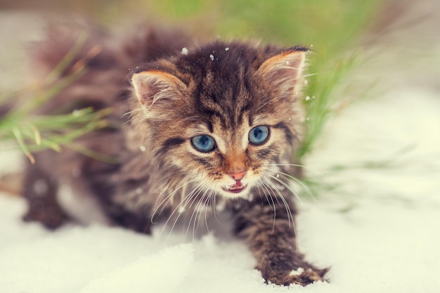 雪の中を歩く子猫