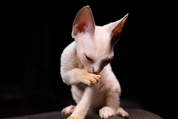 Il gattino si lava su uno sfondo nero