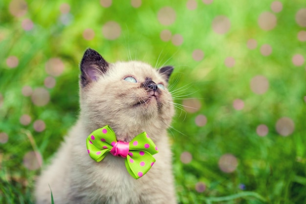 Маленький котенок в галстуке-бабочке на зеленой лужайке