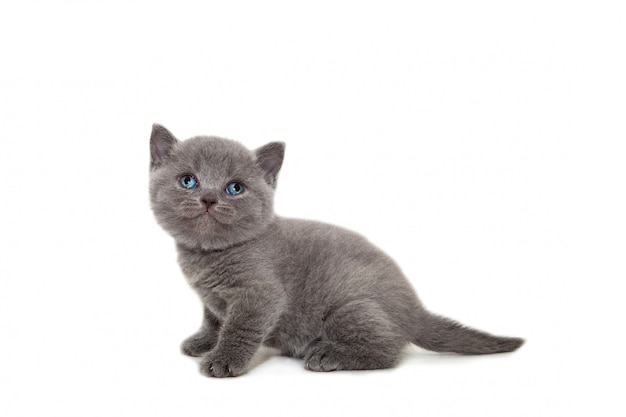 Little kitten on a white background