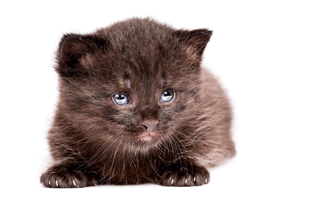 little kitten on white background