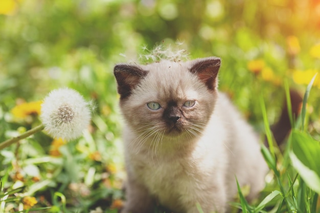 Little kitten with big dandelion with seeds The kitten sits on the grass in spring