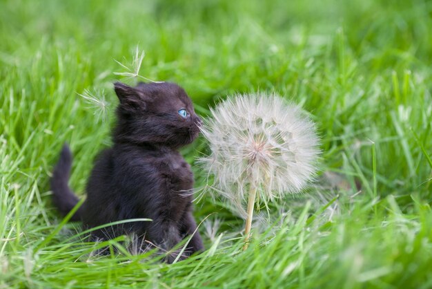 種と大きなタンポポを持つ小さな子猫