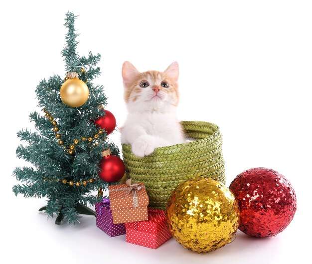 Little kitten with Christmas decorations isolated on white