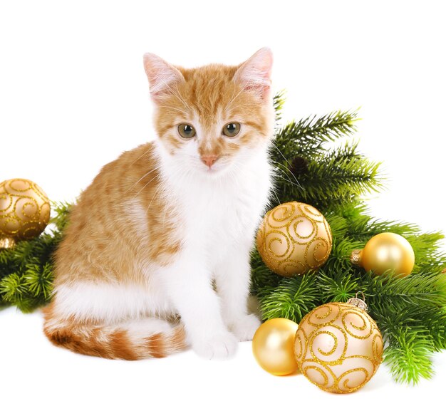 Little kitten with Christmas decorations isolated on white