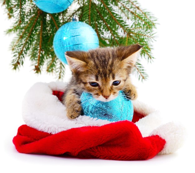 クリスマスの装飾が施された小さな子猫
