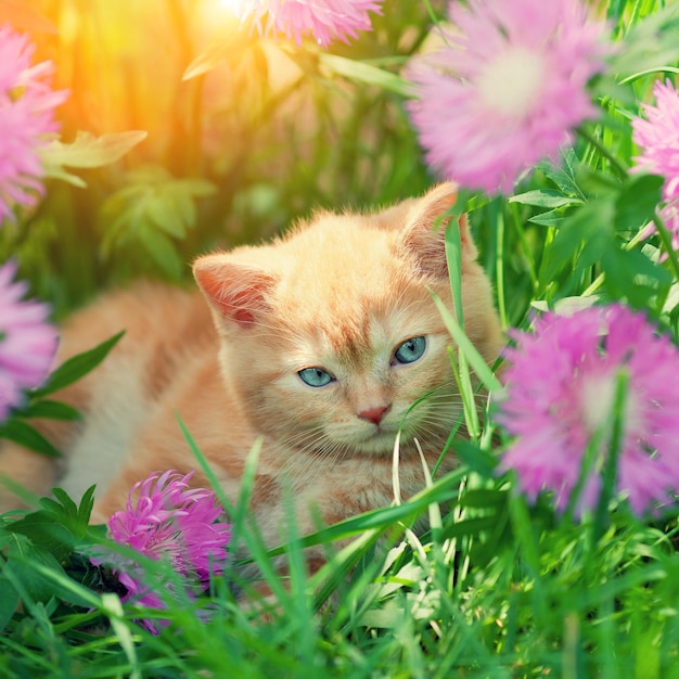 花と小さな子猫