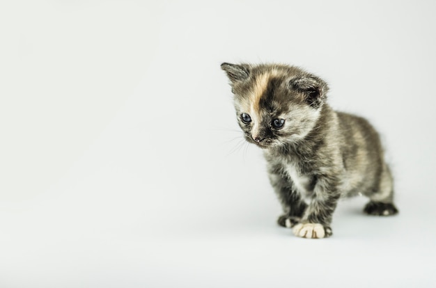 Piccolo gattino con una colorazione di tartaruga. bambino gatto tabby