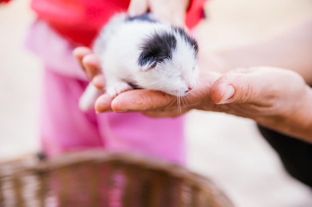 女性の腕の中の小さな子猫子供の手が子猫をなでています人間と動物のコミュニケーションa ペットの子猫ペット