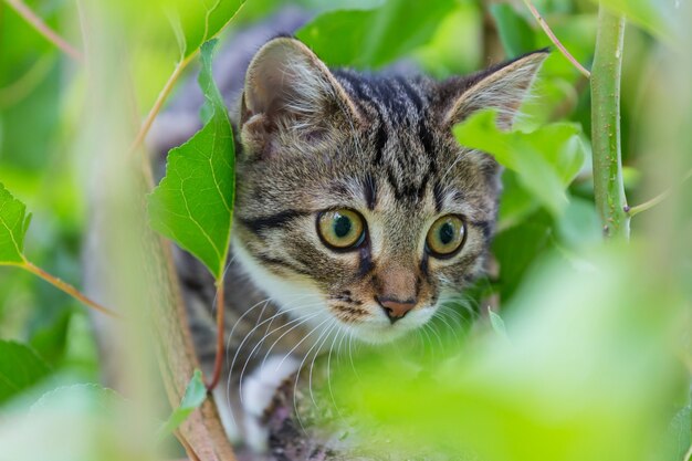 Piccolo gattino