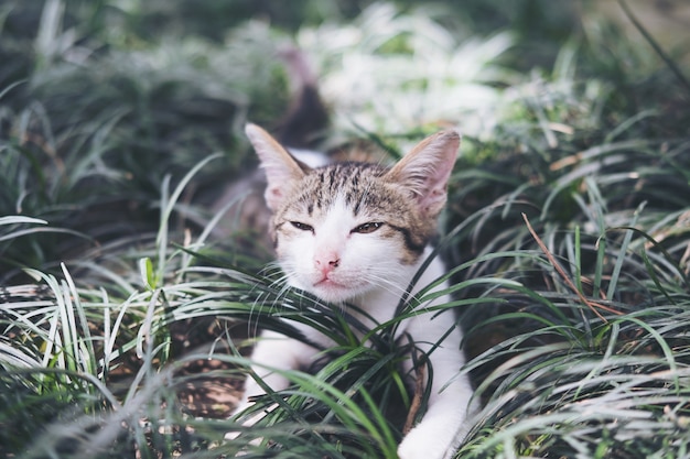 小さな子猫