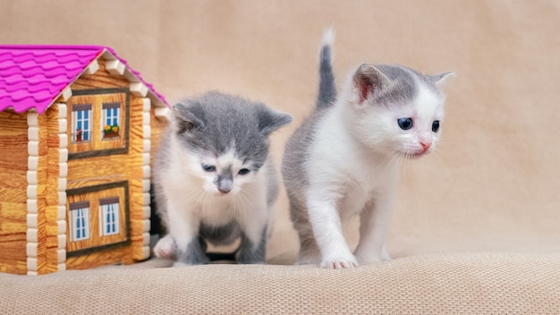 小さな子猫がおもちゃの家の近くで遊んでいます