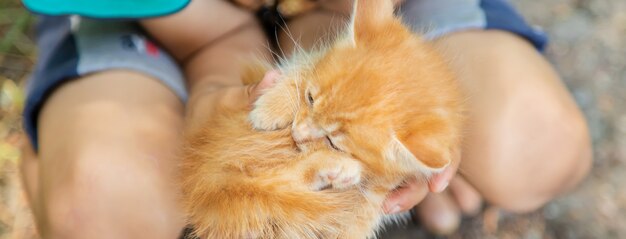 子供たちの手の中の小さな子猫。