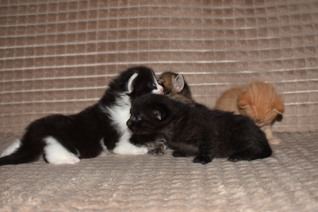 Little kittens play on the couch