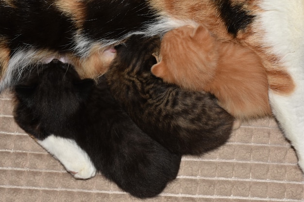 Little kittens play on the couch