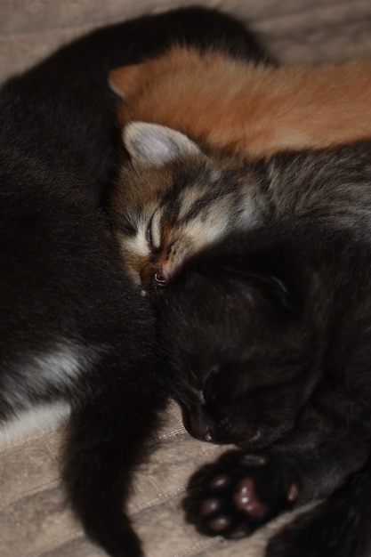 Little kittens sleep on the couch