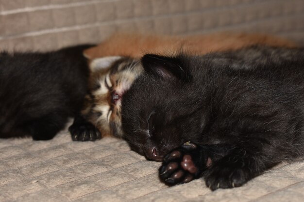 Little kittens sleep on the couch