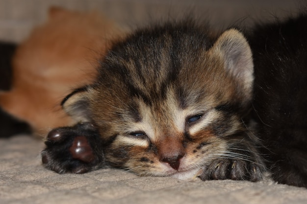 小さな子猫はソファで寝ます