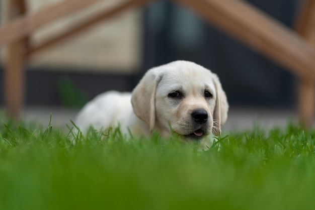 Little labrador retriever puppy 2 months old lies on the grass and looks around