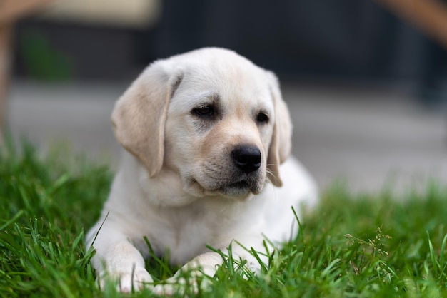 Little labrador retriever puppy 2 months old lies on the grass and looks around