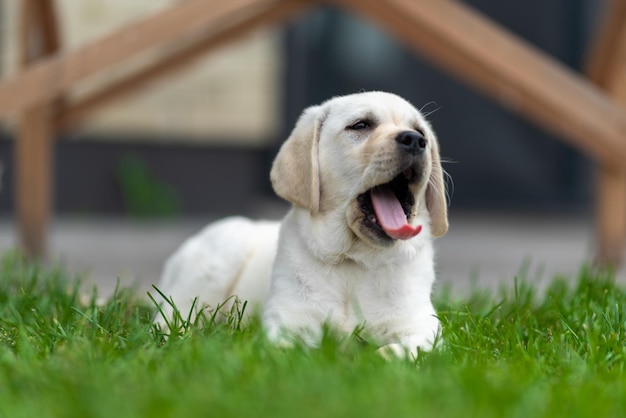 小さなラブラドールレトリバーの子犬は草の上に横たわり、あくびをします目は覆われています