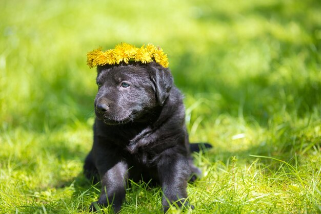 Little Labrador Retriever puppy wearing dandelion wreath sitting on the grass in spring