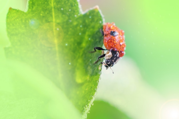 Little ladybug on a green leaf in bright sunlight with highlights.