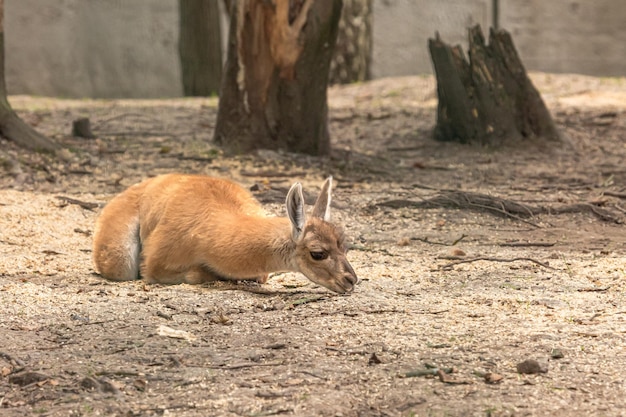 Little Lama in the zoo Domesticated wild animal Keeping animals in the zoo Mom and child