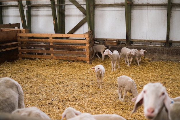 Foto l'agnello guarda fuori dal gregge di pecore nella stalla
