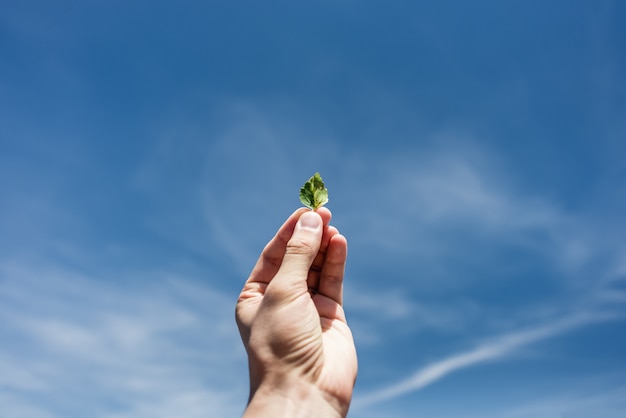 Little leaf in hand