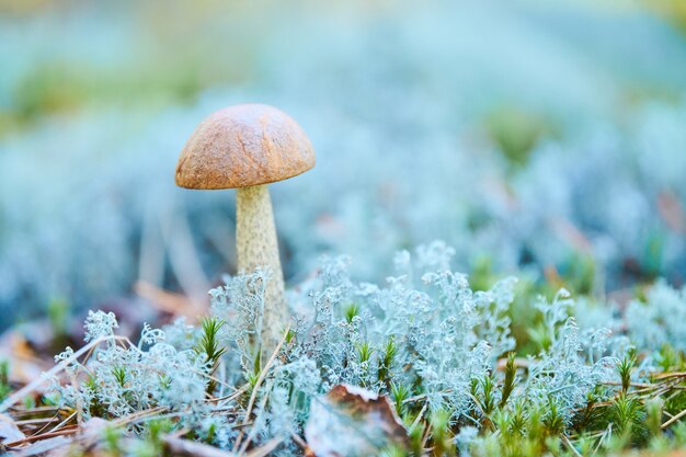 Little Leccinum versipelle mushroom in moss lichen Cladonia rangiferina. Beautiful orange birch bolete in autumn forest.