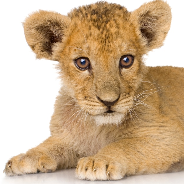 little lion on white.