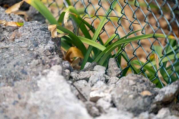 Little lizard in a macro shoot