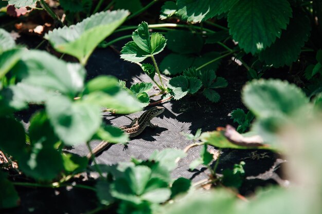 Little lizard merging with green strawberry leaves in garden standing on one place on ground in dayt...