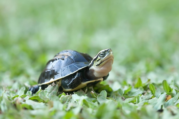 Photo little local turtle on grasses