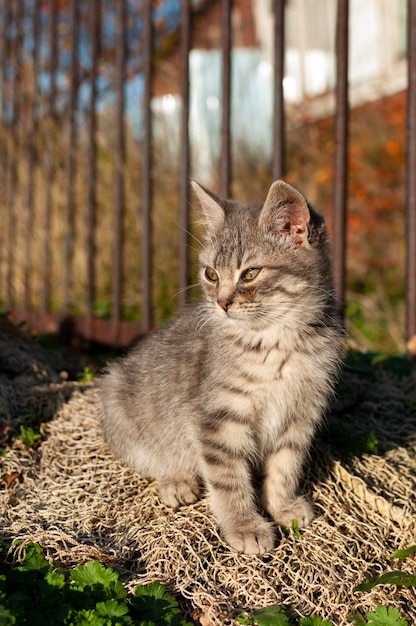 ドキュメントの漁網の庭に座っている小さな孤独な子猫