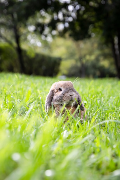 Little lop-eared rabbit sits on the lawn in park. Dwarf rabbit breed ram at sunset sun. Summer warm day.