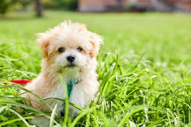 작은 Maltipoo 강아지가 푸른 잔디를 걷고 있습니다