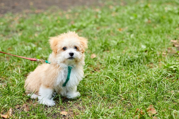 작은 Maltipoo 강아지가 푸른 잔디를 걷고 있습니다