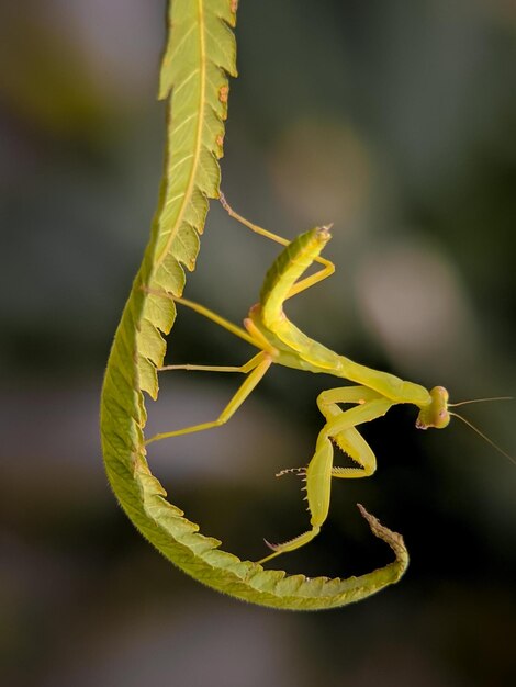 Foto piccola mantis sulla foglia