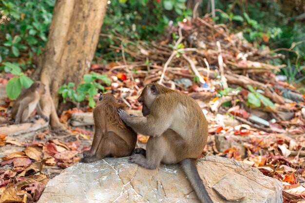 Piccola vita dei cuccioli di scimmia su un'isola tropicale.